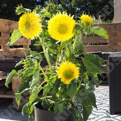 Picture of Sunflower Gummy Bear