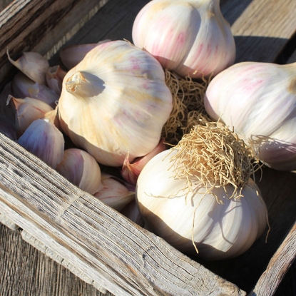 Picture of Garlic Kingsland Wight (Hardneck) 2 Bulb Pack OCTOBER DELIVERY