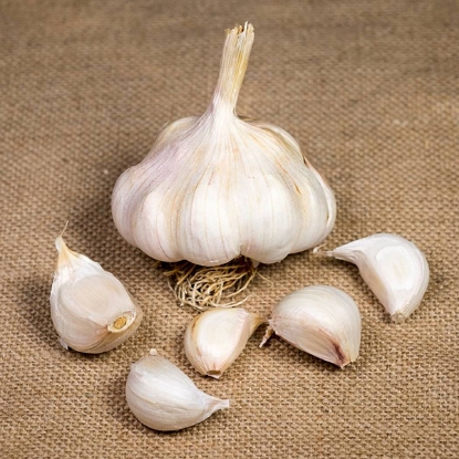 Picture of Garlic Mersley Wight (Softneck) 2 Bulb Pack - OCTOBER DELIVERY