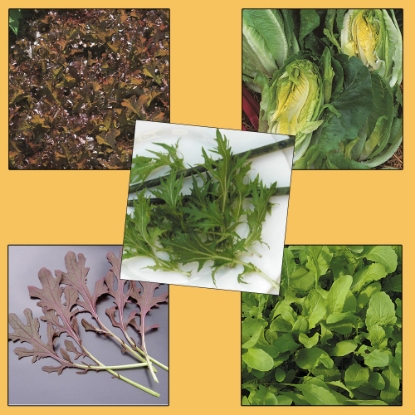 Picture of Tasty Salad Leaves Collection Pack