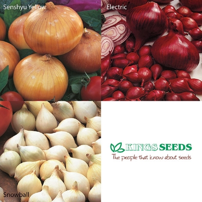 Picture of Autumn Onion Set Collection - Senshyu, Red Electric & Snowball