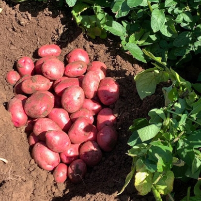 Picture of Potatoes Caledonian Rose 2.5kg - Maincrop. DELIVERY FROM JAN-MARCH 2025