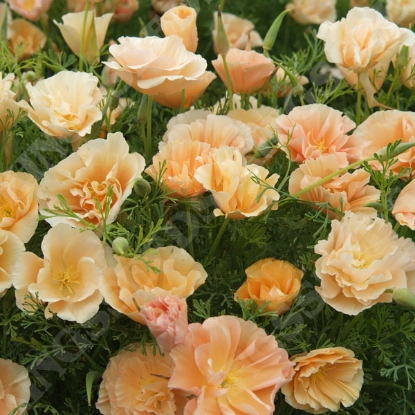 Picture of Eschscholzia Peach Sorbet (Californian Poppy)