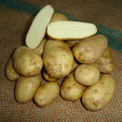 Picture of Potatoes Charlotte 2.5kg - Salad. DELIVERY FROM JAN-MARCH 2025