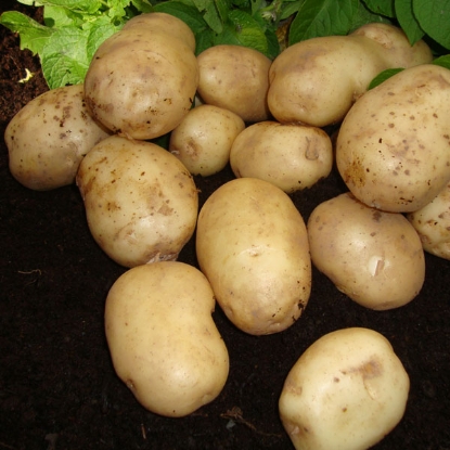 Picture of Potatoes Foremost 2.5kg - First Early. DELIVERY FROM JAN-MARCH 2025