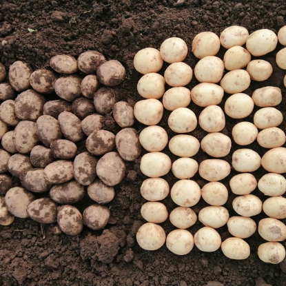 Picture of Potatoes Caledonian Pearl - 2.5kg. DELIVERY FROM JAN-MARCH 2025