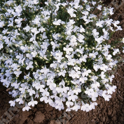 Picture of Lobelia Riviera White