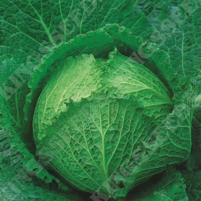 Picture of Cabbage Tundra F1 (Award of Garden Merit)