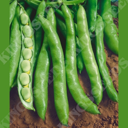 Picture of Broad Bean Aquadulce Claudia