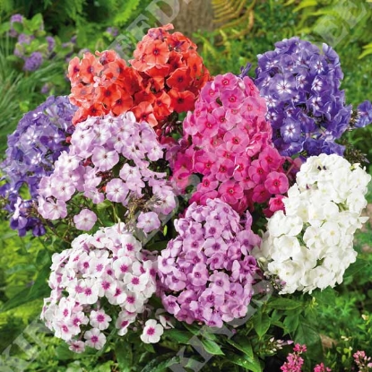 Picture of Phlox Decussata