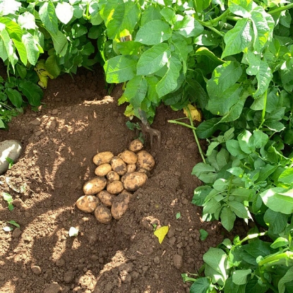 Picture of Potatoes Marvel 2.5kg - Maincrop. DELIVERY FROM JAN-MARCH 2025