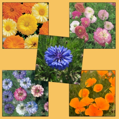 Picture of Cottage Garden Annuals