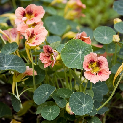 Picture of Nasturtium Ladybird Rose