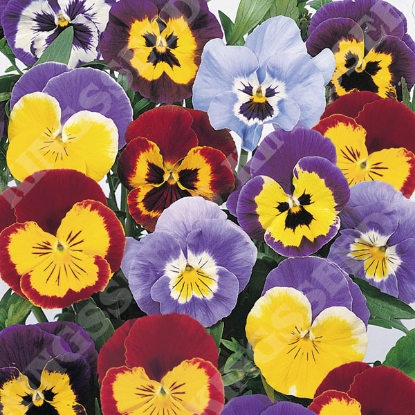 Picture of Pansy Joker Mixed F2