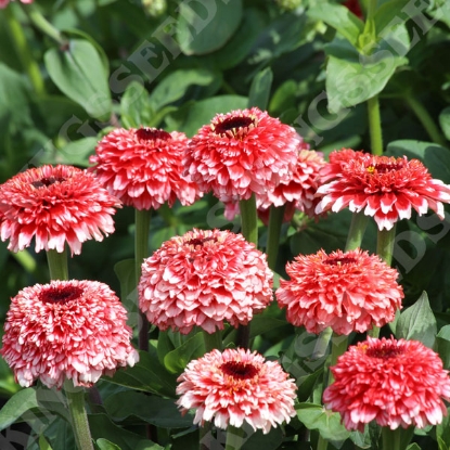 Picture of Zinnia Zinderella Fizz