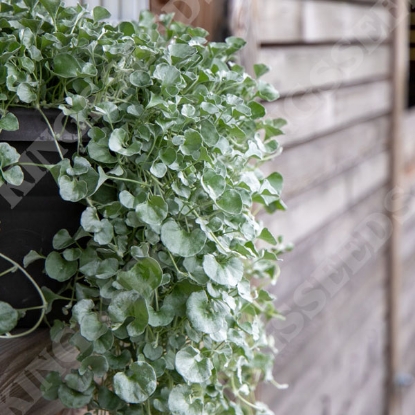 Picture of Dichondra Silver Surfer