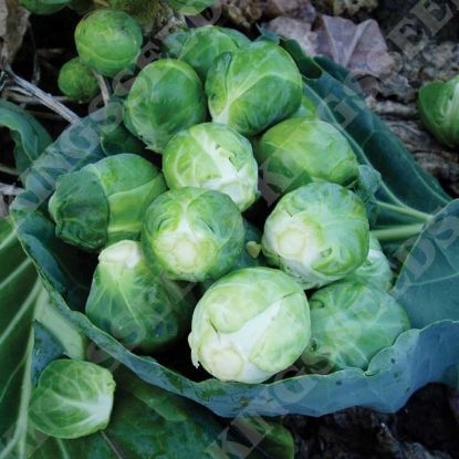 Picture of Brussels Sprout Brigitte F1