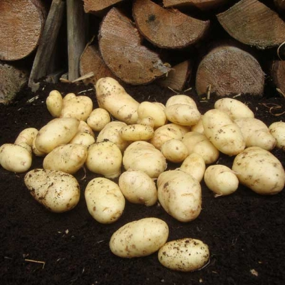 Picture of Potatoes Sharpes Express - First Early - 2.5kg. DELIVERY FROM JAN-MARCH 2025