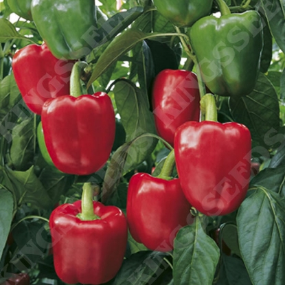 Picture of Pepper (Sweet) Bendigo F1