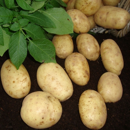 Picture of Potatoes Maris Piper 2.5kg - Early Main. DELIVERY FROM JAN-MARCH 2025