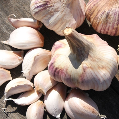 Picture of Garlic Rose Wight (Hardneck) 2 Bulb Pack - OCTOBER DELIVERY