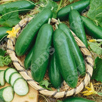 Picture of Cucumber La Diva