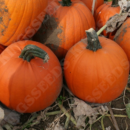 Picture of Pumpkin Gold Medal F1