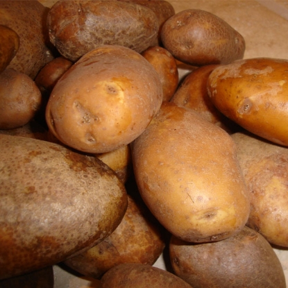 Picture of Potatoes Golden Wonder 2.5kg - Maincrop. DELIVERY FROM JAN-MARCH 2025