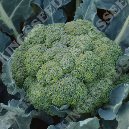 Picture of Organic Calabrese Ramoso