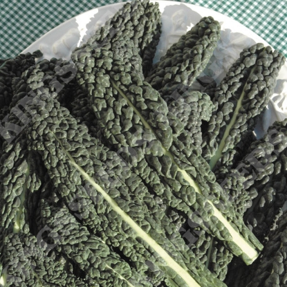 Picture of Organic Kale Nero di Toscana