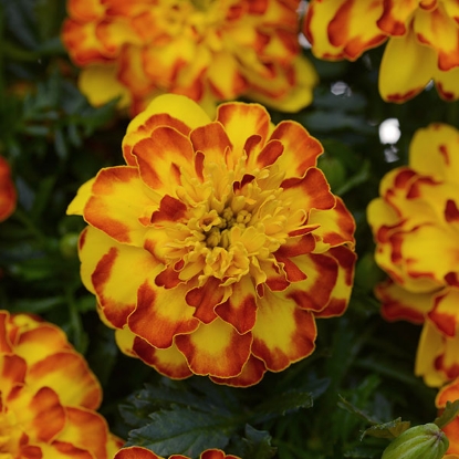 Picture of Marigold French Flamenco