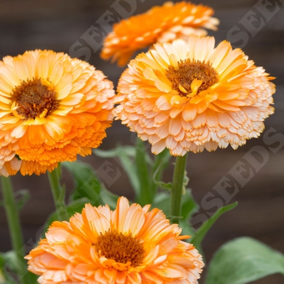 Picture of Calendula Pink Surprise