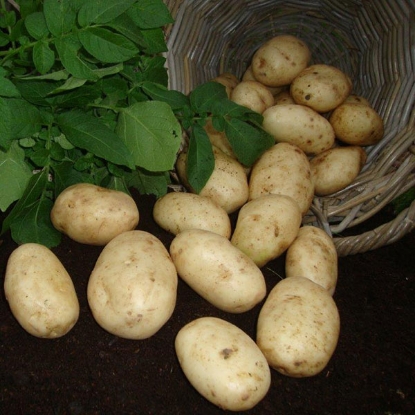 Picture of Potatoes Maris Bard 2.5kg - First Early. DELIVERY FROM JAN-MARCH 2025