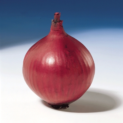 Picture of Onion Sets Red Karmen - 500g net - OCTOBER DELIVERY