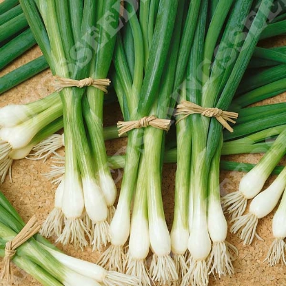 Picture of Spring Onion White Lisbon (RHS Award of Garden Merit)