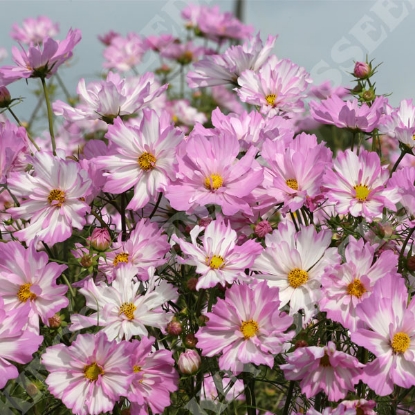 Picture of Cosmos Colletta Pink-White