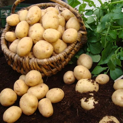 Picture of Potatoes Swift 2.5kg - 1st Early.