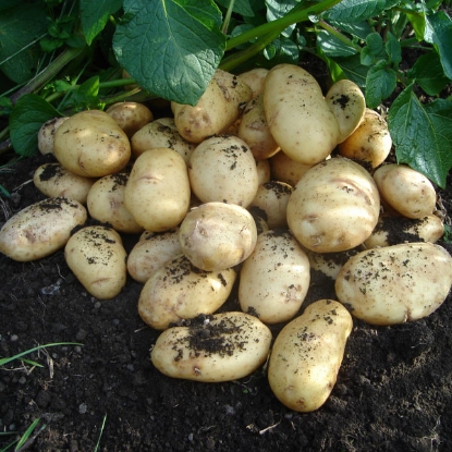 Picture of Potatoes International Kidney - Salad - 2.5kg. DELIVERY FROM JAN-MARCH 2025