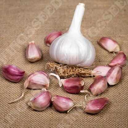 Picture of Garlic Carcassonne Wight (Hardneck) 2 Bulb Pack - OCTOBER DELIVERY