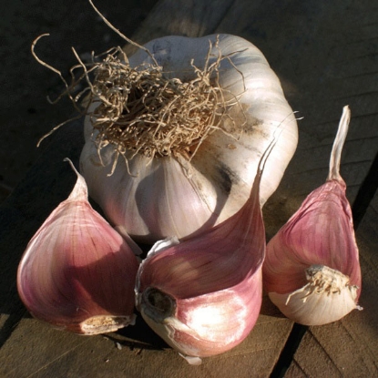 Picture of Garlic Picardy Wight - 2 Bulb Pack - OCTOBER DELIVERY