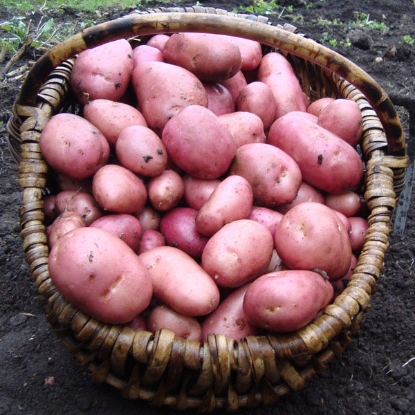 Picture of Potatoes Rooster 2kg - Early Main. DELIVERY FROM JAN-MARCH 2025