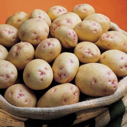 Picture of Potatoes Cara 2.5kg - Late Main. DELIVERY FROM JAN-MARCH 2025