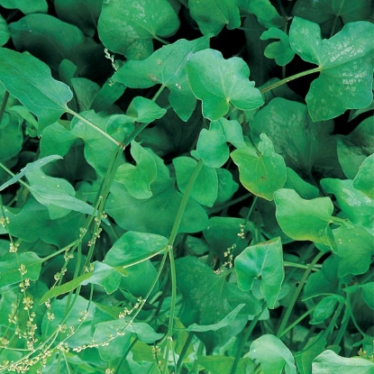 Picture of SALE - Herb Sorrel Green de Belleville (French)