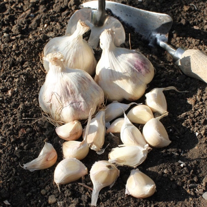 Picture of Garlic Maddock Wight (Softneck) 2 Bulb Pack - OCTOBER DELIVERY