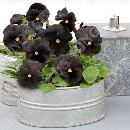 Picture of Pansy Atlas Black F1