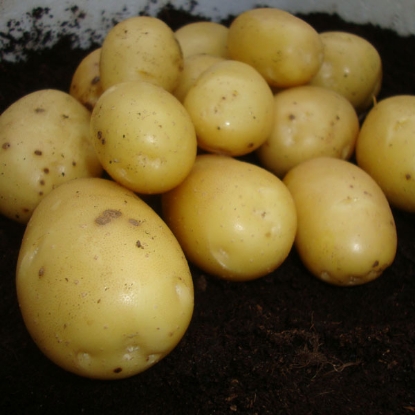 Picture of Potatoes Vivaldi 2kg - Second Early. DELIVERY FROM JAN-MARCH 2025