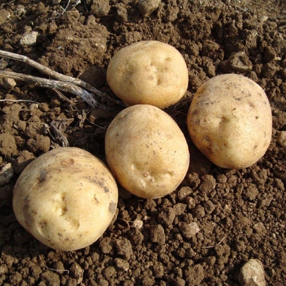 Picture of ORGANIC Potatoes Colleen 2.5kg. DELIVERY FROM JAN-MARCH 2025