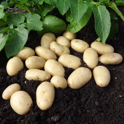 Picture of Potatoes Jazzy 2.5kg. DELIVERY FROM JAN-MARCH 2025