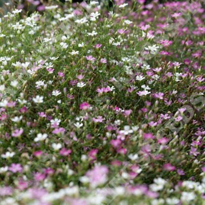 Picture of Gypsophila muralis Cotton Candy Mix