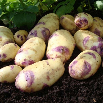 Picture of Potatoes Kestrel 2.5kg - Second Early. DELIVERY FROM JAN-MARCH 2025